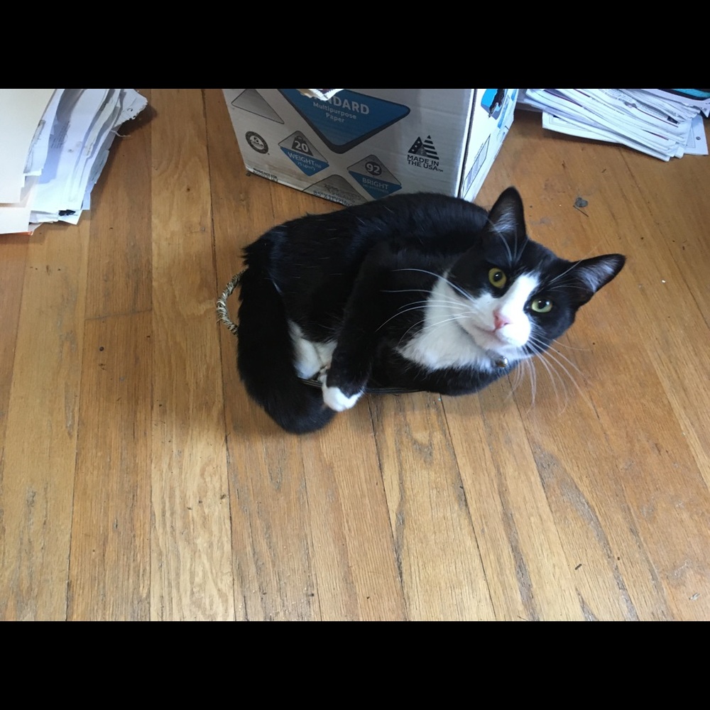 Meet your Posher, Sharon